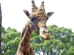 「関西のおすすめ動物園21選　入場無料＆ふれあい＆エサやりも多数」の写真