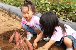 「【2024】東京都内近郊の芋掘り体験スポット13選　BBQ＆予約不要＆果物狩りも」の写真