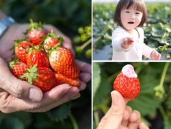 「千葉「ロマンの森」いちご狩りガイド　料金・種類・予約方法も」の写真