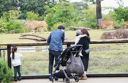 「横浜「ズーラシア」注目エリアガイド　全ゾーン＆動物も紹介」の写真