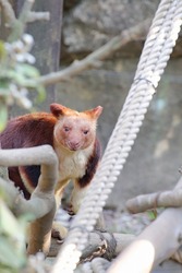 セスジキノボリカンガルー