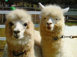 「中国地方のおすすめ動物園18選　ふれあい＆エサやり＆入園無料も」の写真