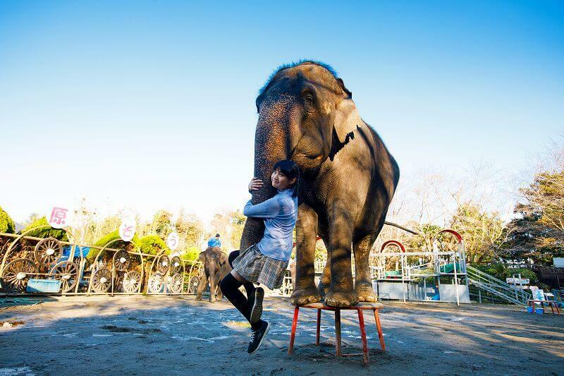 市原ぞうの国〜ICHIHARA ELEPHANT KINGDOM〜