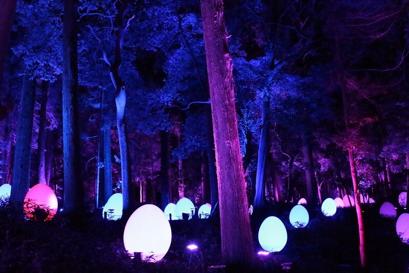 自立しつつも呼応する生命と呼応する大杉森 / Autonomous Resonating Life and Resonating Giant Cedar Forest