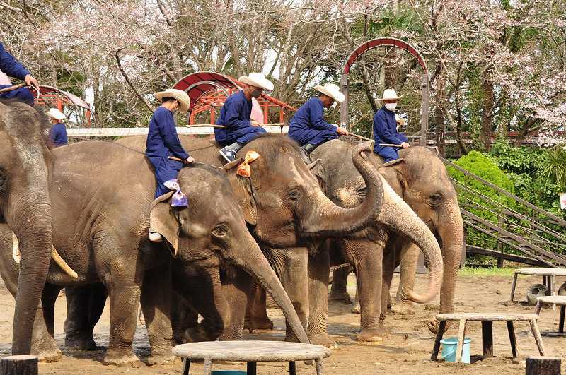 ショーに参加する象たちが整列！