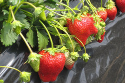 「希少！スカイベリー狩りができるイチゴ狩り農園」の写真