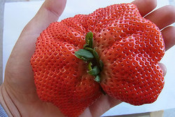 こんなビッグなイチゴにも出会えるかも!?