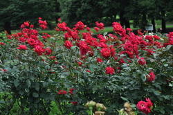 砧公園