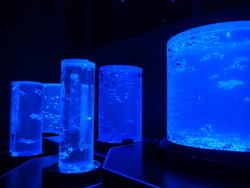 「閉館間近「アートアクアリウム美術館」体験レポ　親子で楽しめる」の写真