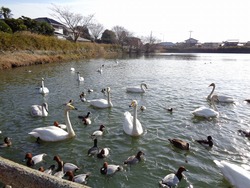 「関東の大規模「白鳥飛来地」7選　観察しやすい公園＆名所を厳選」の写真
