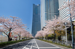 「横浜みなとみらいで「さくらフェスタ」開催　500mの桜並木を満喫」の写真