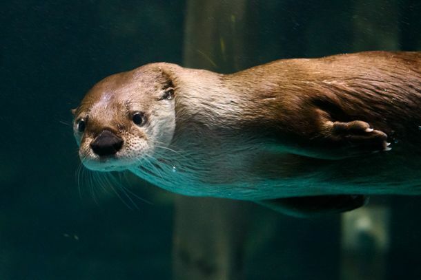 カナダカワウソ（5階・世界の海ゾーン2）