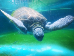「関西の格安水族館6選　全て大人千円以下・子供300円以下＆無料も」の写真