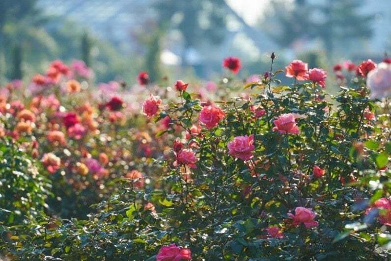 「アンコール ブルーム」