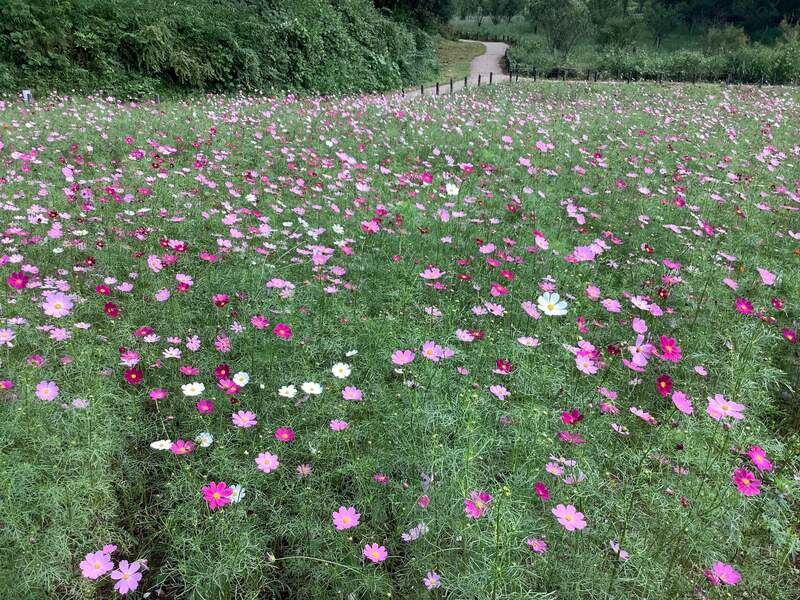 西園のコスモス畑