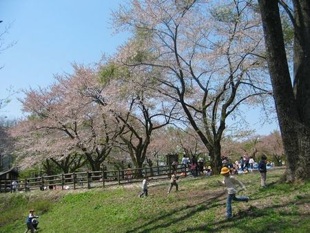 石川県林業試験場樹木公園の桜