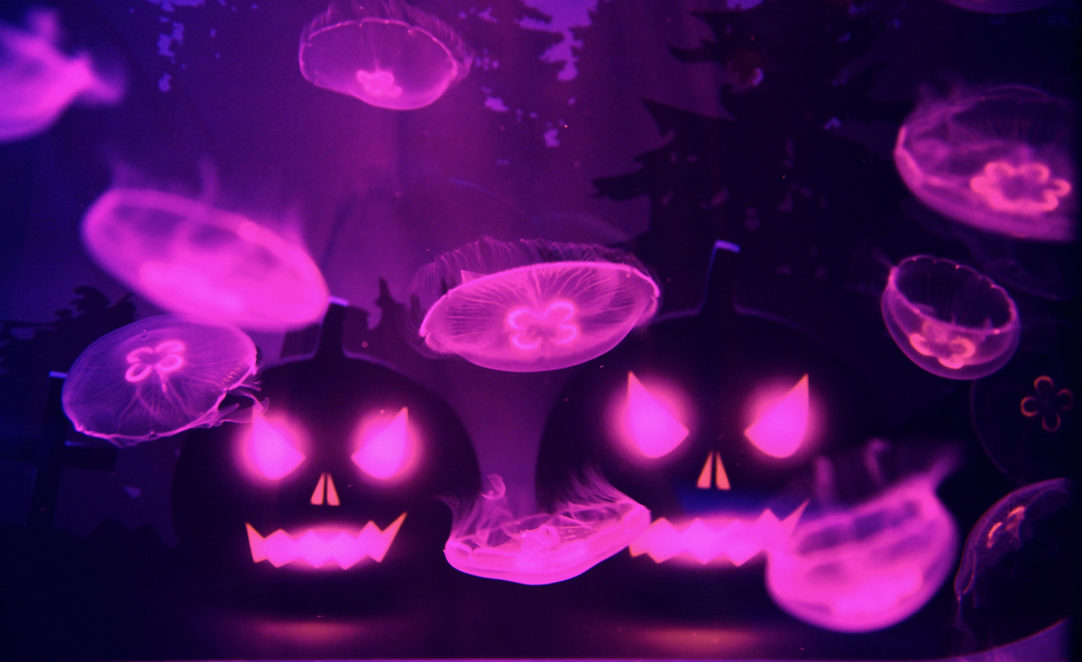 すみだ水族館で クラゲ満喫 のハロウィン開催 無料工作体験も いこレポ