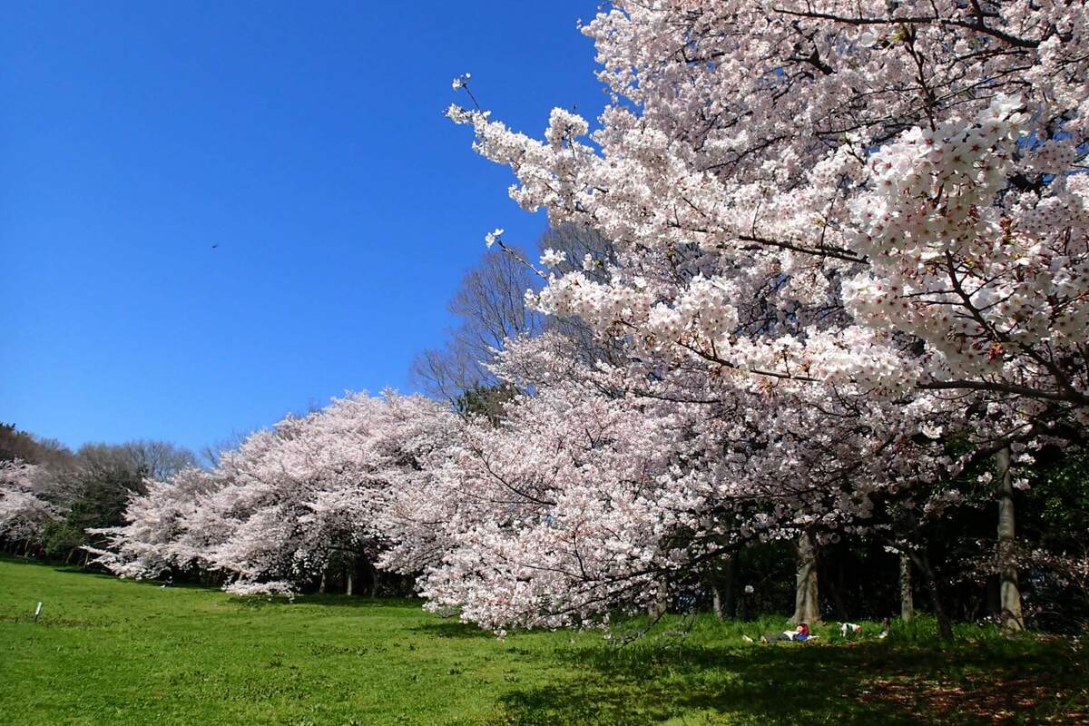 22 大阪のお花見が楽しめるおすすめ公園11選 桜の名所 遊具が充実 いこーよニュース