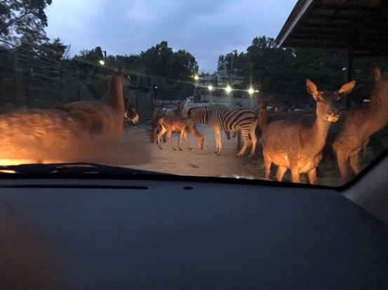 那須サファリパーク でナイトサファリ開催 Gw 夏休みに最適 いこーよニュース