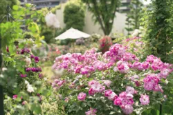 練馬区の入園無料のバラ園で春フェス | いこーよニュース
