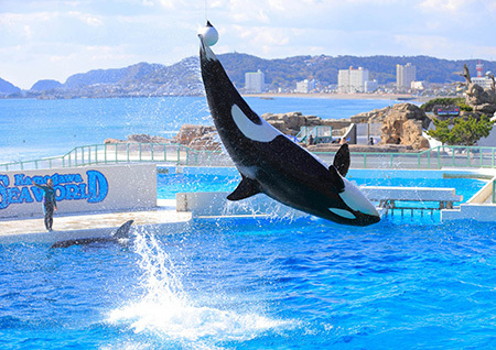 国内唯一」の珍しい水族館4選 シャチショー＆ジュゴンも | いこーよ