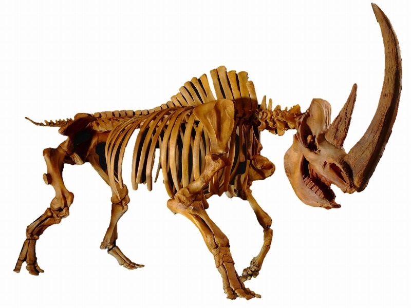 国立科学博物館開館100周年記念古生物シリーズ『恐竜』　ブロントサウルス 国立科学博物館開館100周年記念古生物シリーズ『恐竜』 ブロント