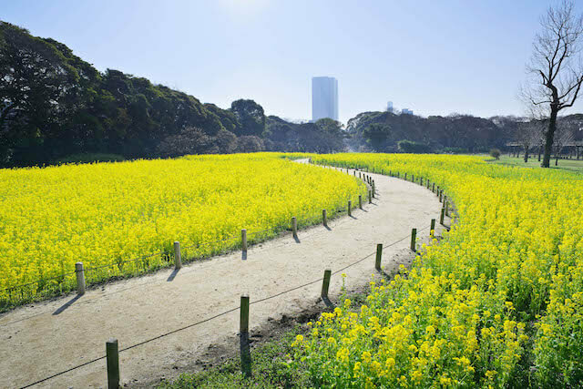 東京都内から日帰りで行ける 関東の梅 菜の花が美しい公園5選 いこレポ