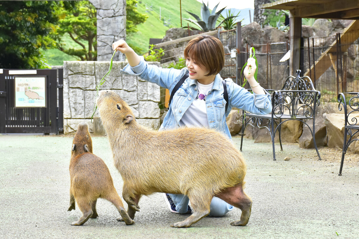 伊豆シャボテン動物公園」のオフィシャルホテルでお得なプラン | いこ
