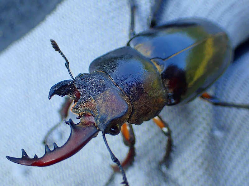 群馬県に世界のクワガタ・カブト大集合 超希少！雌雄同体個体も | いこ