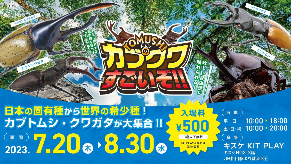 松山市の屋内キッズパークに希少なカブトムシ＆クワガタ大集合