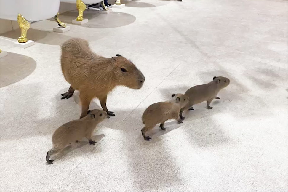 アニタッチ名古屋」でカピバラの赤ちゃん誕生 かわいい3つ子 | いこー