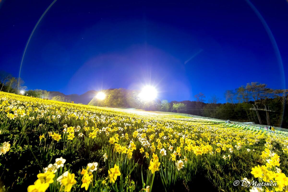 RANSBURG ランズバーグ キャニスター 缶 6点セット 黄色 花 Canister｜Höganäs Keramik｜ホガナス｜キャニスター｜蓋付き瓶