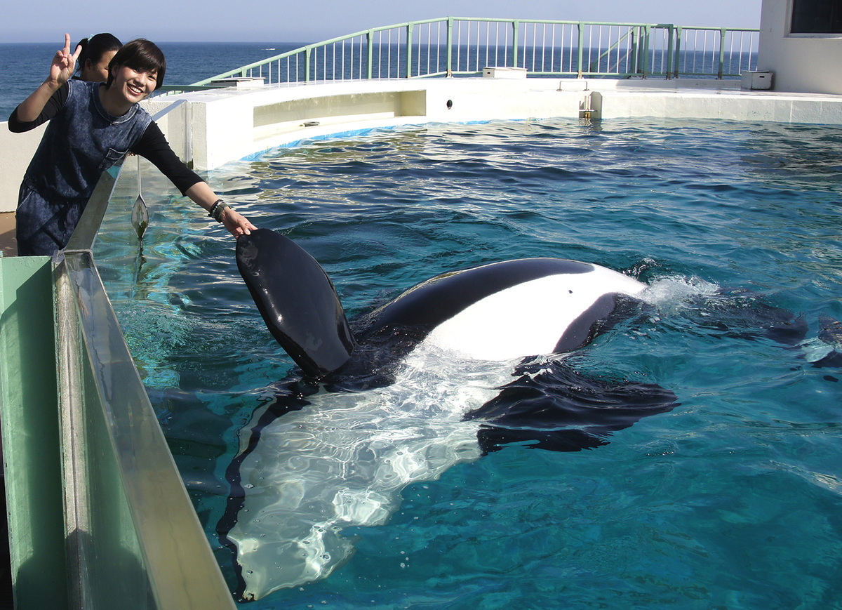 鴨川シーワールドで日本唯一シャチとふれあい体験 豪華特典付き | いこ