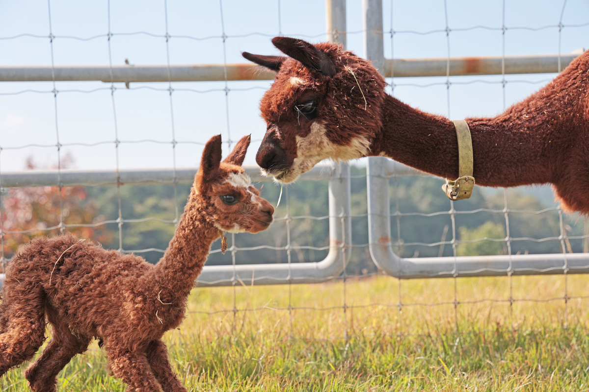 マザー牧場」でアルパカの赤ちゃん誕生 仲良し親子を見られる | いこー
