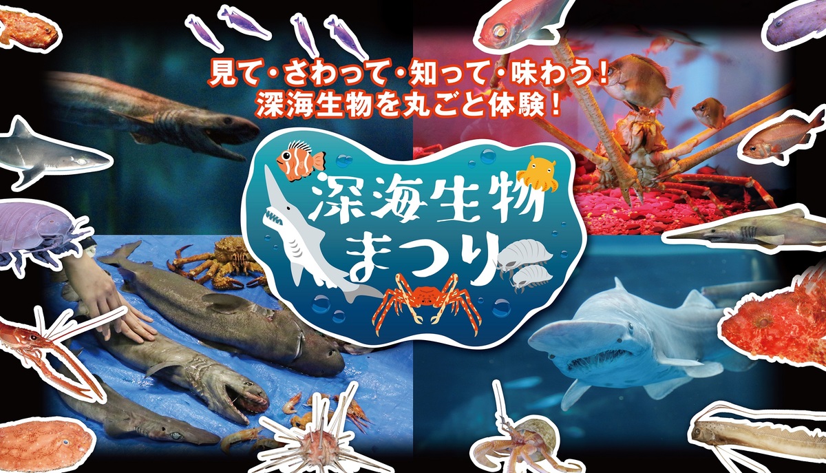 アオペラ 深海ふかみ まとめ売り 横浜シーパラに深海生物大集合 生体にタッチ＆実際に食べられる | いこ
