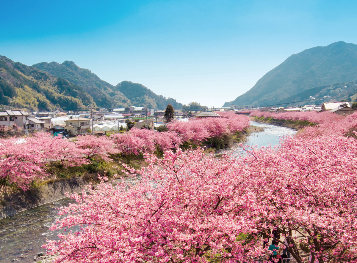 2026】静岡県の「河津桜」おすすめ7選 名所・穴場多数＆見頃も紹介
