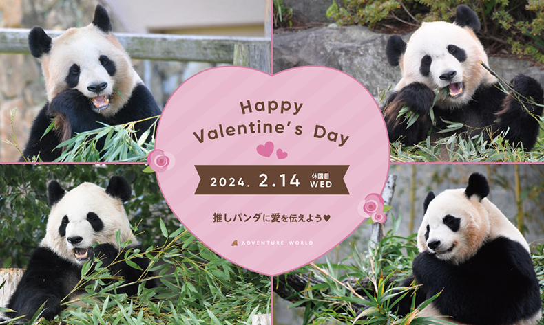 愛に溢れるバレンタイン！「アドベンチャーワールド」で特別なパンダ