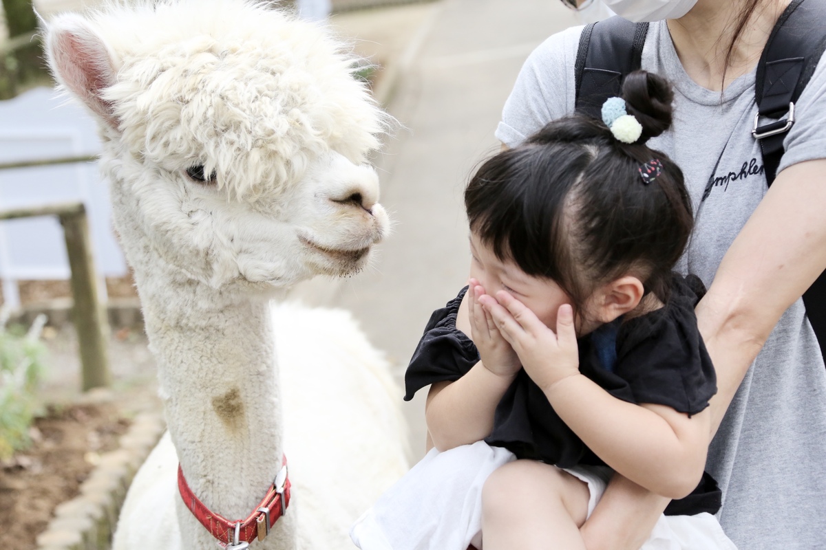 那須「りんどう湖ファミリー牧場」が最大48%OFF 冬毛のアルパカと