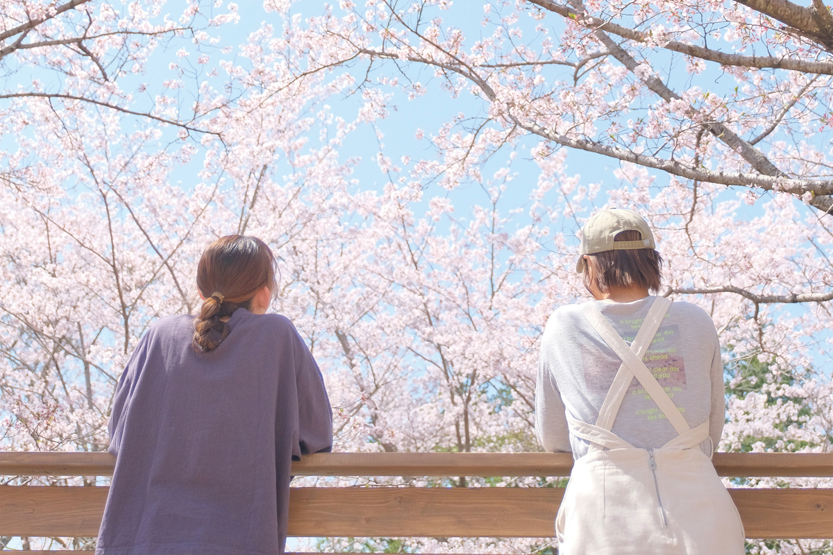 茨城県フラワーパークで「桜フェスタ in 花やさと山」開催！ 着物でお