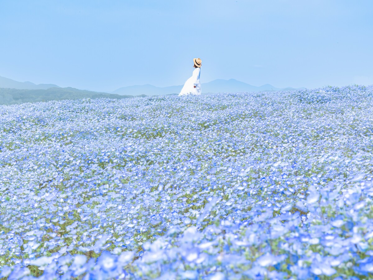 西日本最大級！広島県で「芝桜とネモフィラの丘」が見頃へ ピンクと