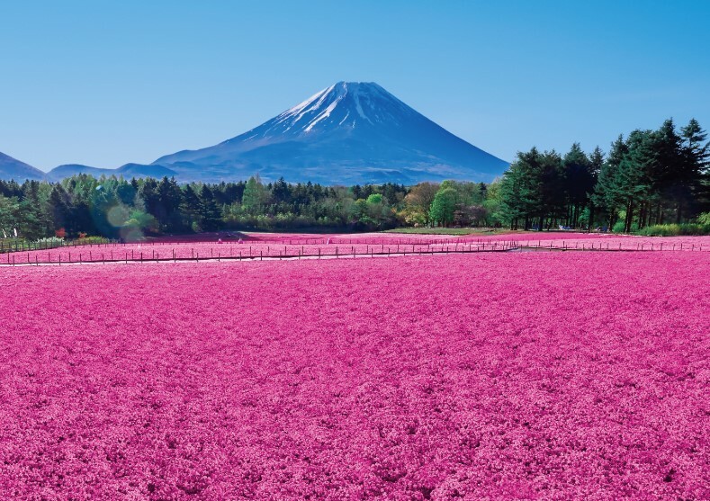 【春の風景の中の花嫁行列】 ルートヴィヒ・リヒター　複製 Search The Collection - The Metropolitan Museum of Art
