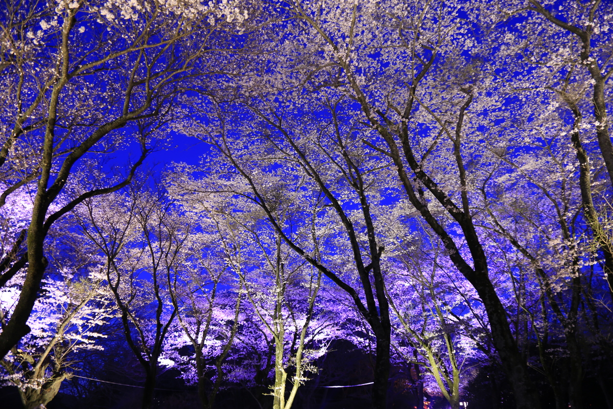 千葉県佐倉市で「桜に染まるまち、佐倉」開催！ サクラのまちが桜一色