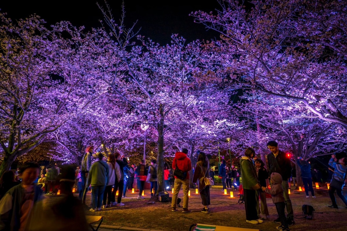 大阪市の扇町公園で「扇町桜まつり」初開催 夜桜ライトアップ＆圧巻