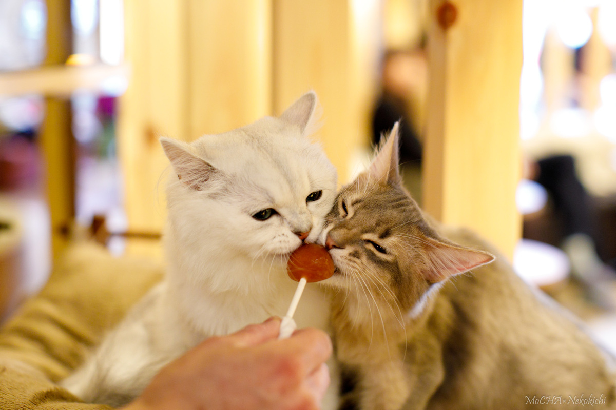 サカモト新品 モクシー オートライト 愛知限定手渡のみ名古屋市西区北区配送無料 サカモト新品 モクシー オートライト 愛知限定手渡のみ名古屋市西区北