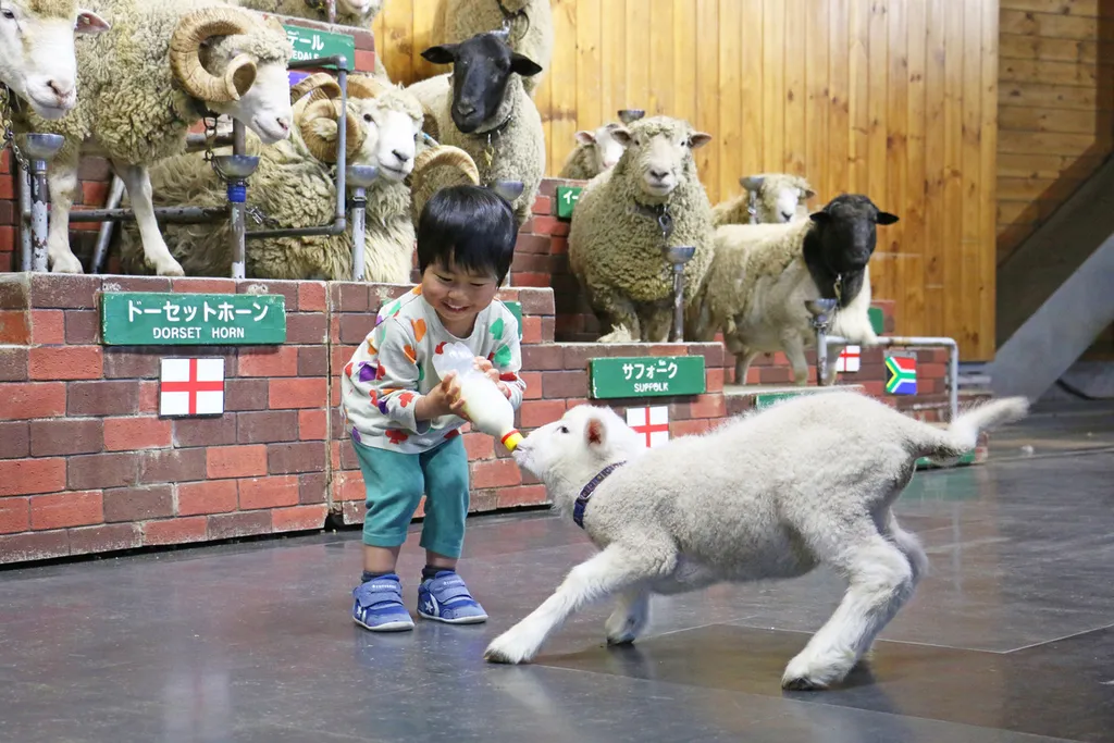 今だけのかわいさ！ マザー牧場で「赤ちゃん羊のミルクタイム」開催