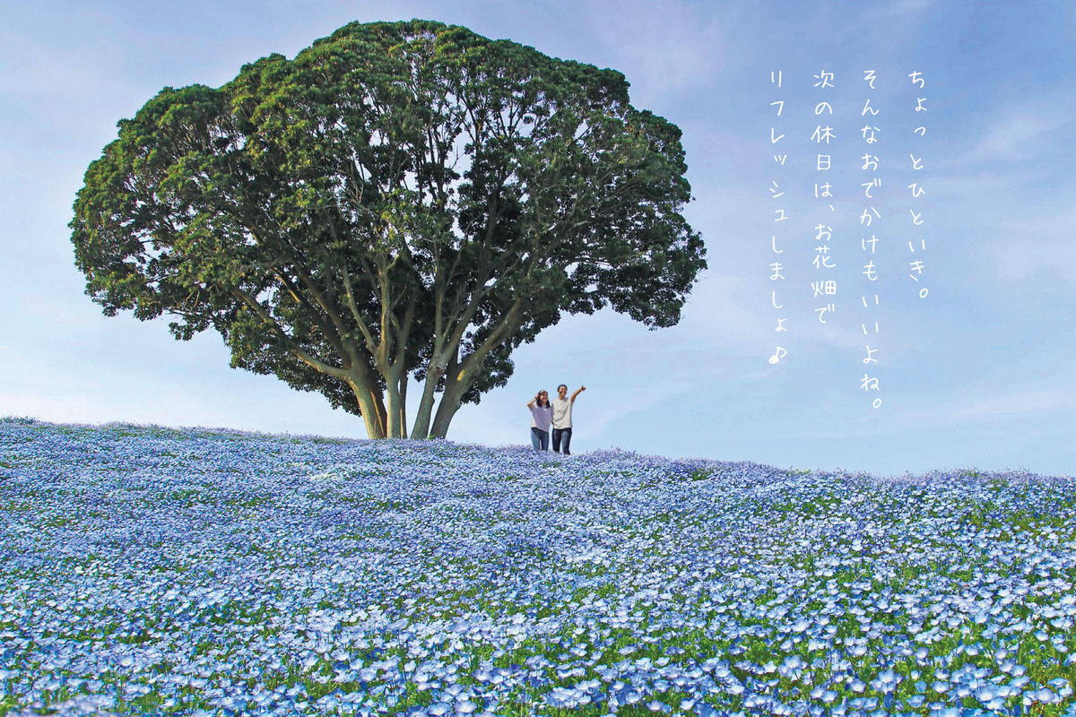 マザー牧場で「100万本のネモフィラ」が見頃に チューリップとの