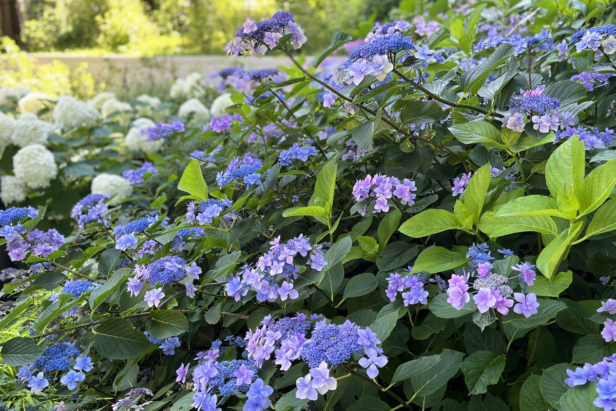 のこのこ。紫陽花リクエスト７点 large.jpg?1717494766
