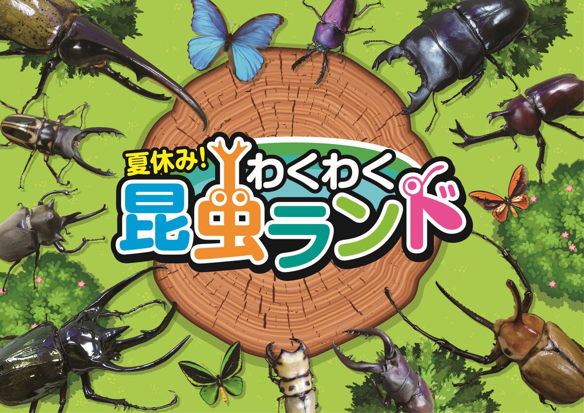 名古屋で「夏休み！わくわく昆虫ランド」が開催 標本作りやワーク