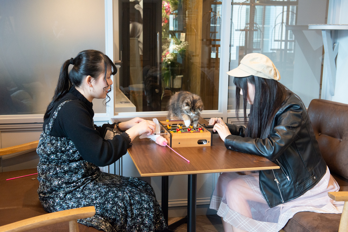 【猫カフェMOCHA 】イオンモール羽生店 2025年 夏Summer トレカ SNSで話題沸騰中！各店舗限定、当たり付きにゃんこトレカが夏ver