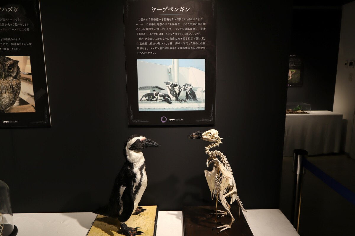 四国水族館で「骸(むくろ)展」開催 骨格標本20点＆自分が標本になれる